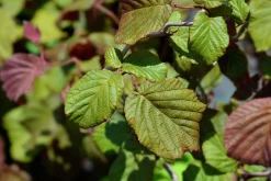 Ormhassel 'Red Majestic'