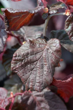 Ormhassel 'Red Majestic'