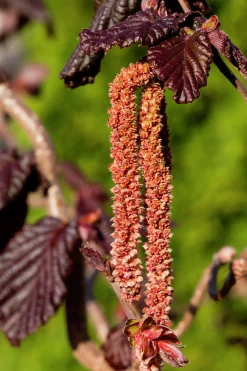 Ormhassel 'Red Majestic'