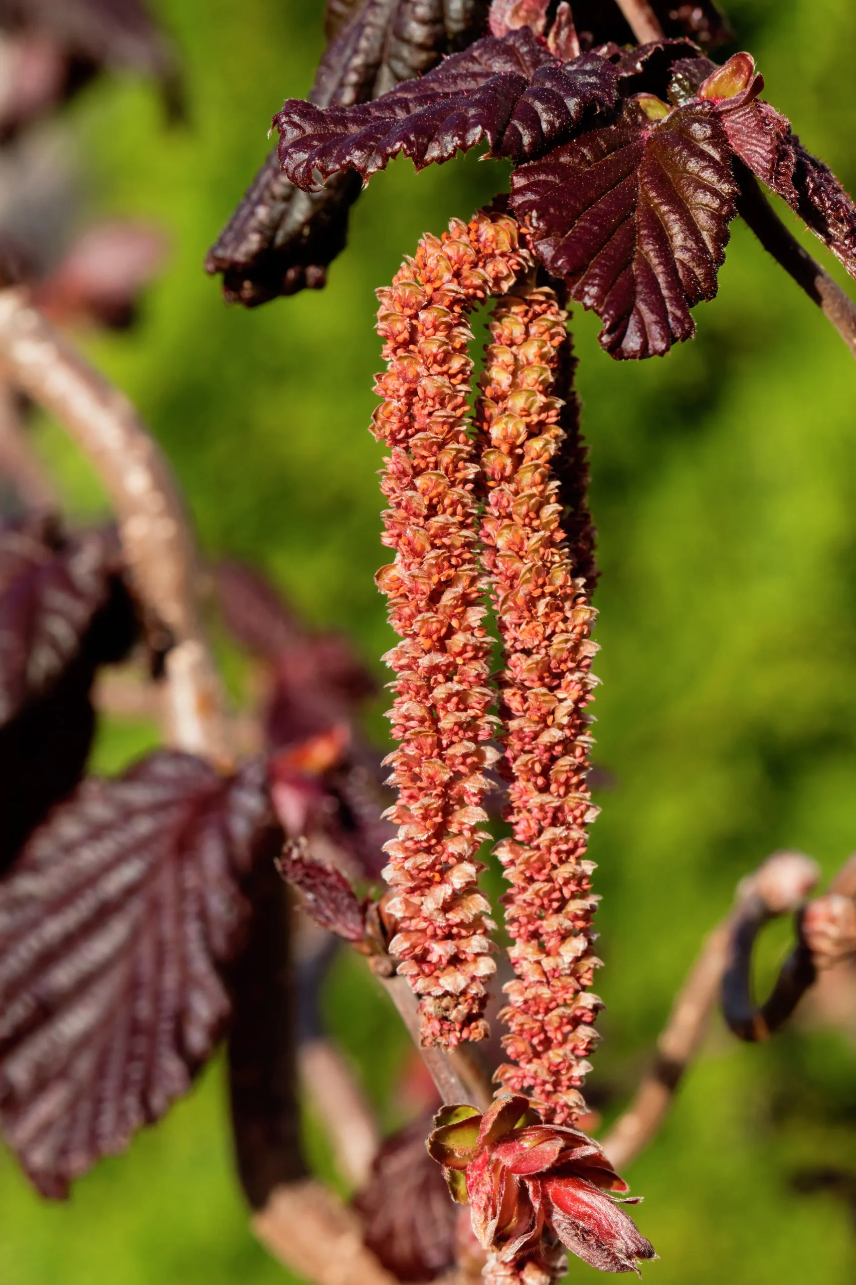 Ormhassel 'Red Majestic'