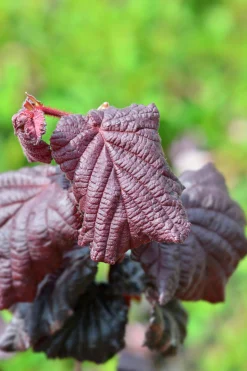 Ormhassel 'Red Majestic'
