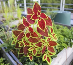 Palettblad lat. Plectranthus scutellarioides