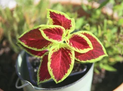 Palettblad lat. Plectranthus scutellarioides