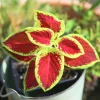 Palettblad Mixplantering i 15cm kruka