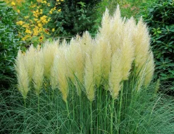 Pampasgräs 'Pumila' 2L