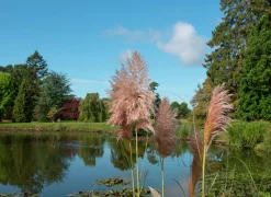 Pampasgräs 'Rosea' 2L