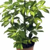Papaplyaralia lat. Schefflera arboricola 'Gerda' Grenad