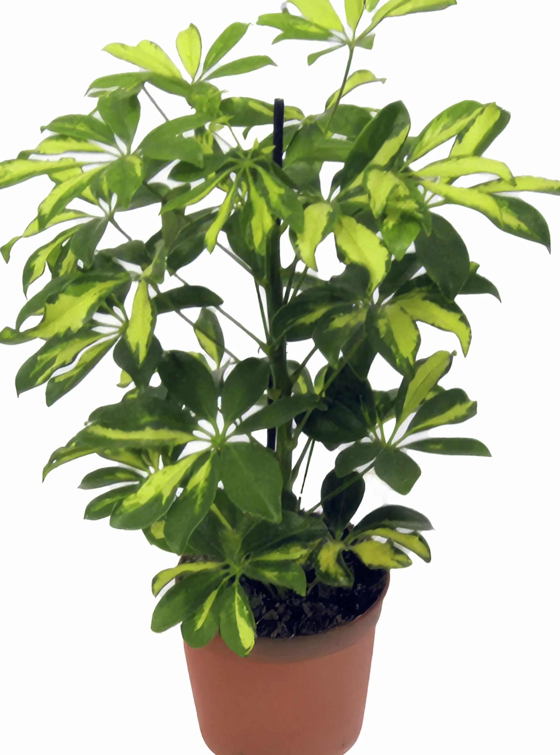 Papaplyaralia lat. Schefflera arboricola 'Gerda' Grenad