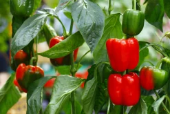 Paprika lat. Capsicum annuum