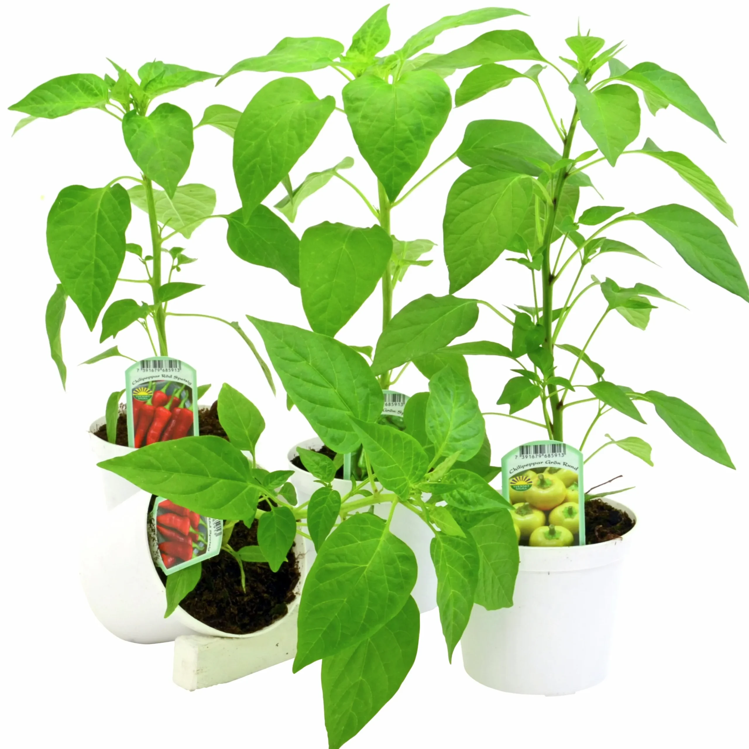 Paprika lat. Capsicum annuum