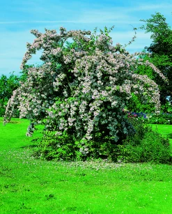 Paradisbuske 'Pink Cloud' Krukodlad