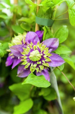 Paradisklematis Florida 'Taiga'