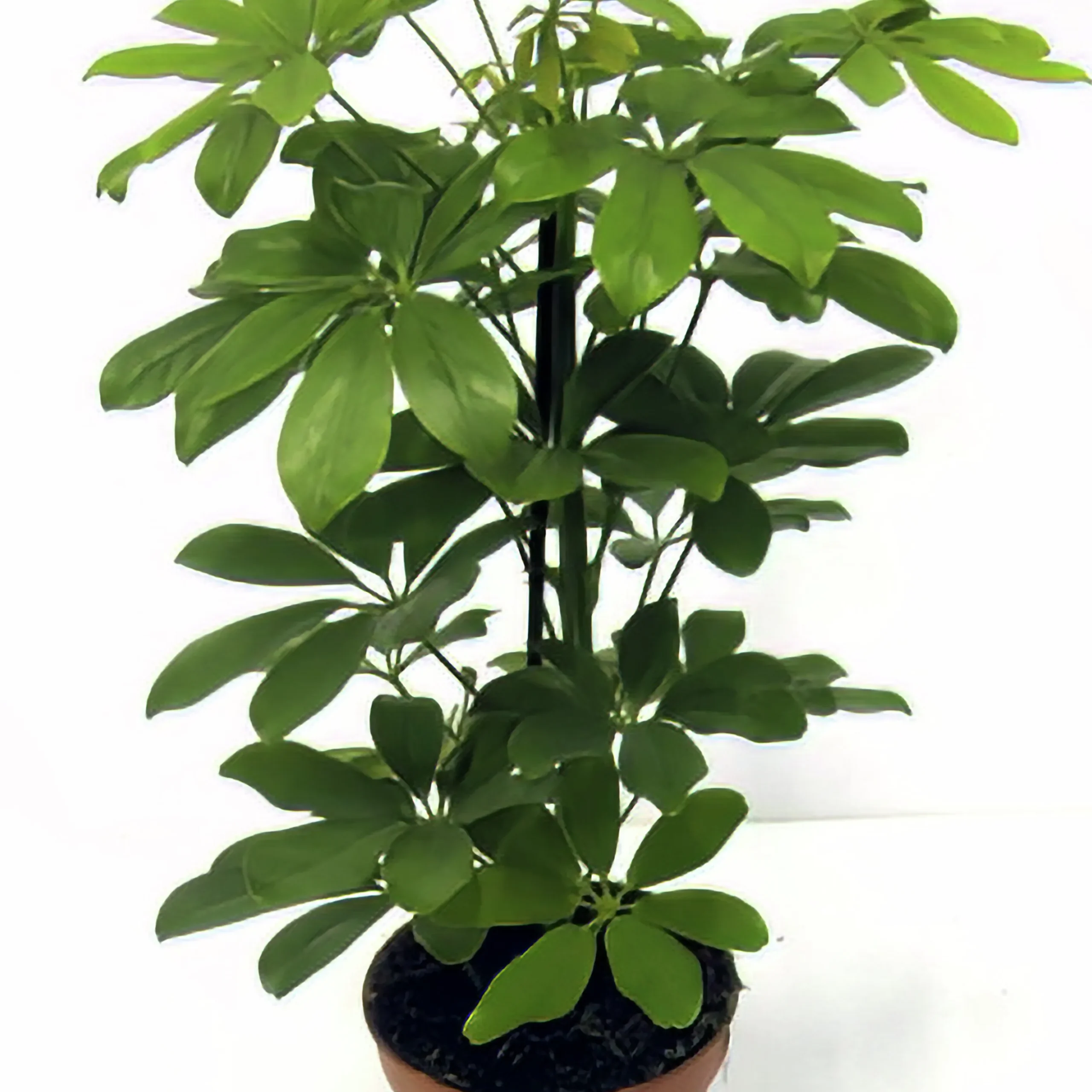 Paraplyaralia lat. Schefflera arboricola 'Nora' Grenad