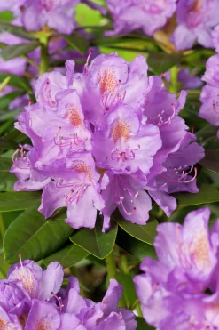 Park Rhododendron 'Catawbiense Grandiflorum'