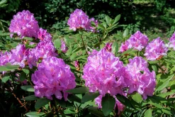Park Rhododendron 'Catawbiense Grandiflorum'