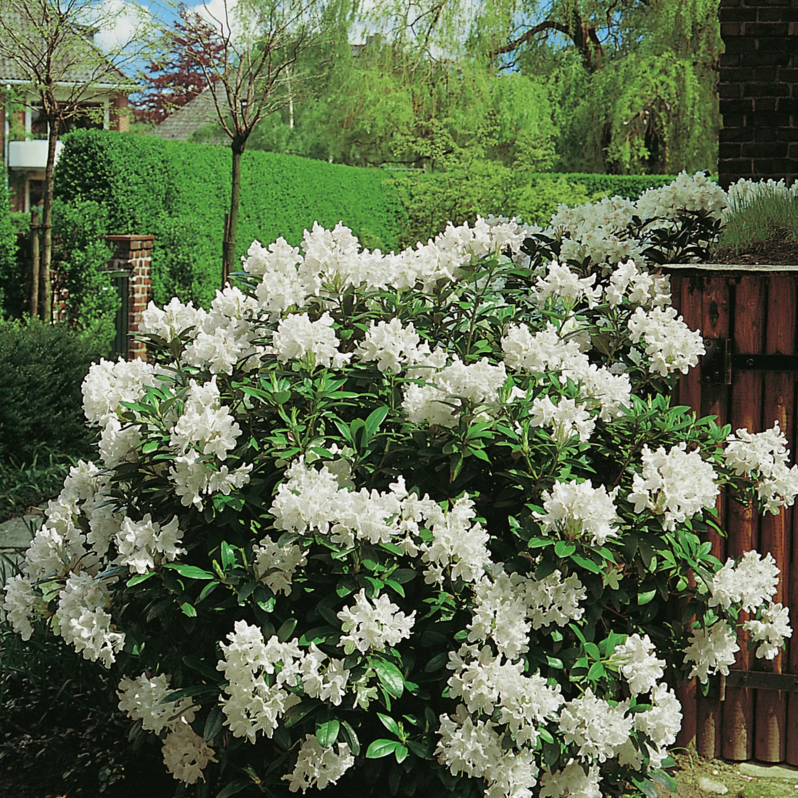 Park Rhododendron 'Cunninghams white'