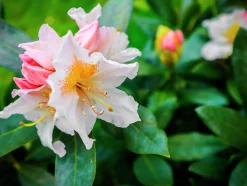 Park Rhododendron 'Cunninghams white'