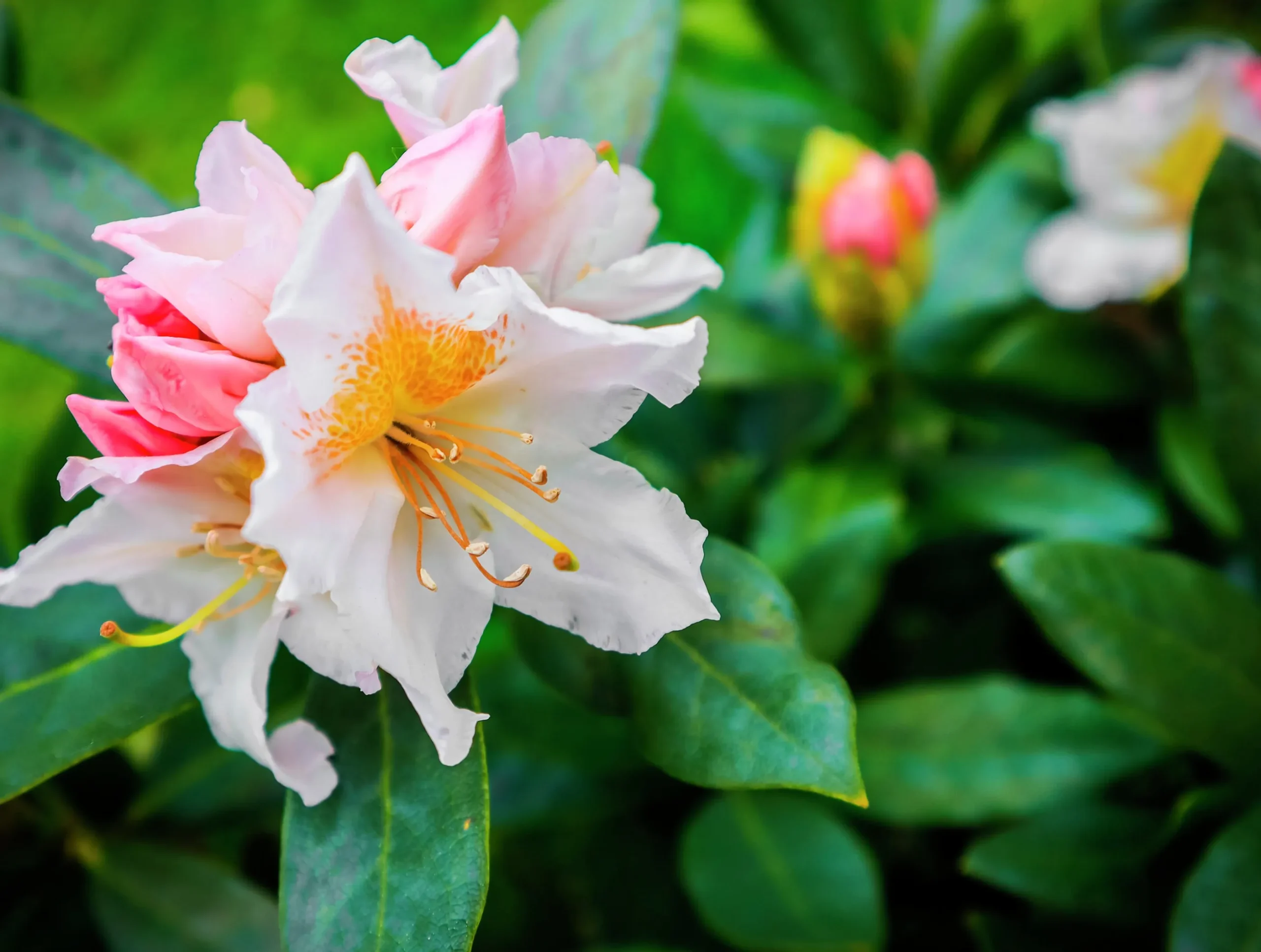 Park Rhododendron 'Cunninghams white'