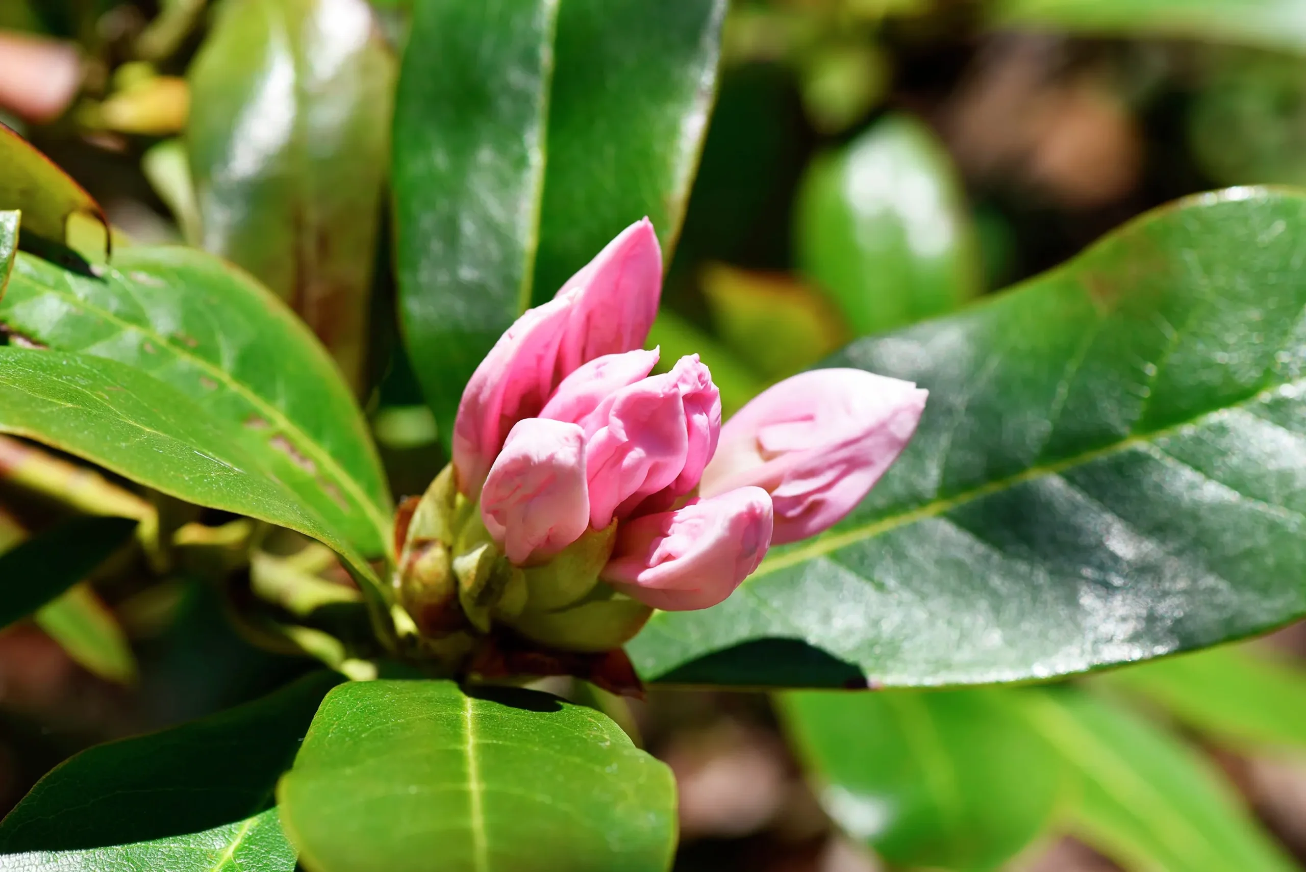 Park Rhododendron 'Cunninghams white'