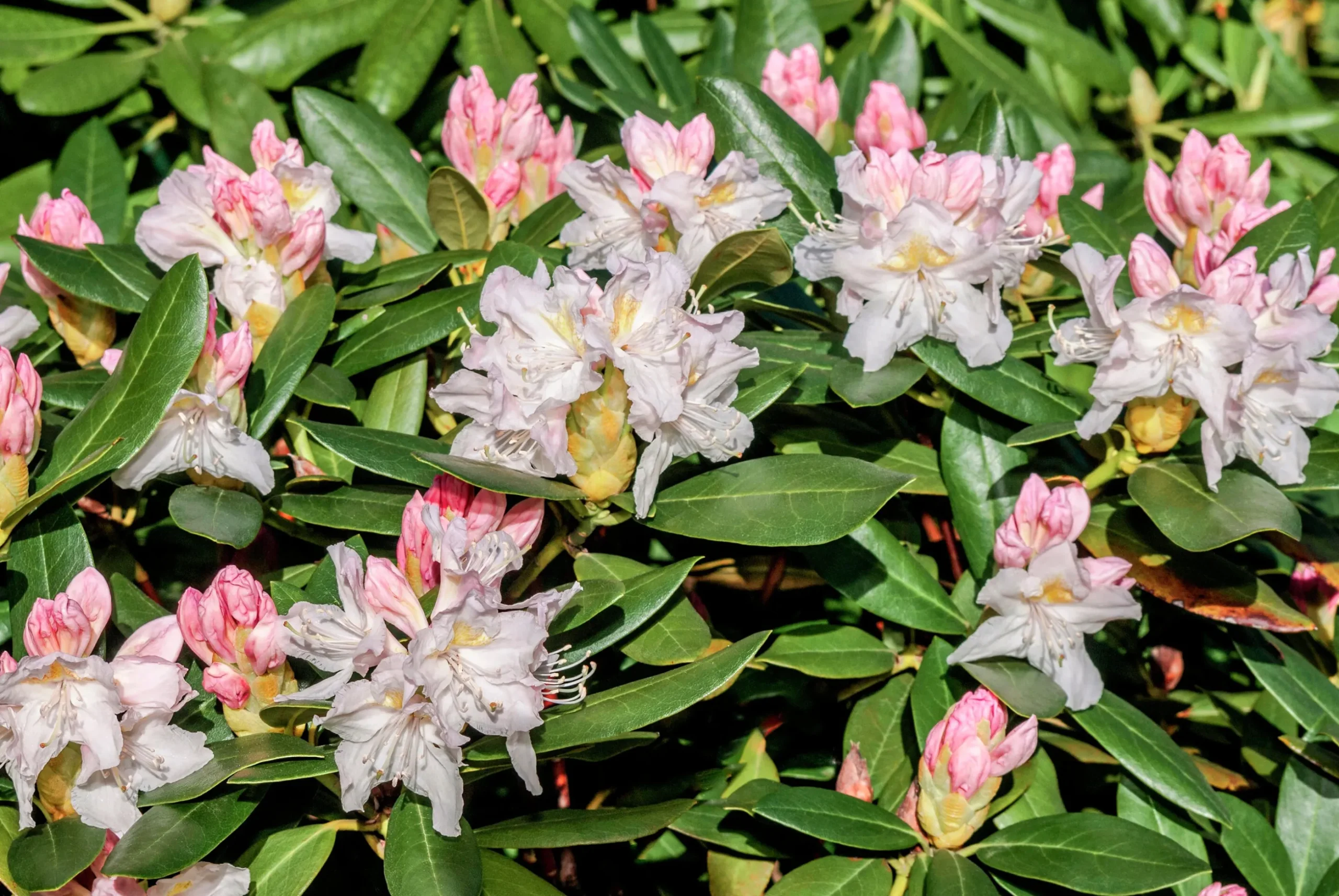 Park Rhododendron 'Cunninghams white'