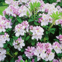 Park Rhododendron 'Gomer Waterer'