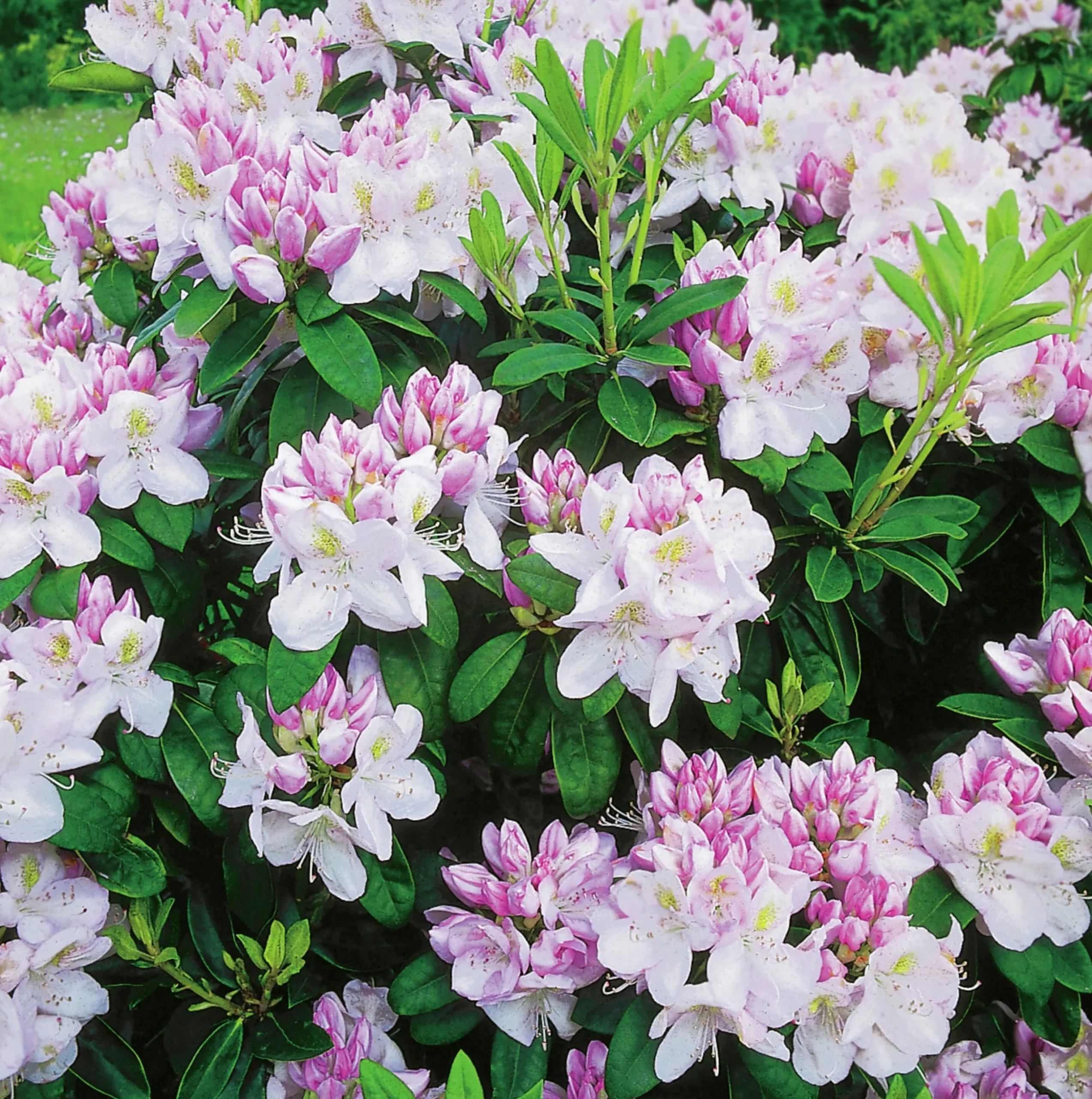 Park Rhododendron 'Gomer Waterer'