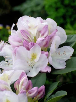 Park Rhododendron 'Gomer Waterer'