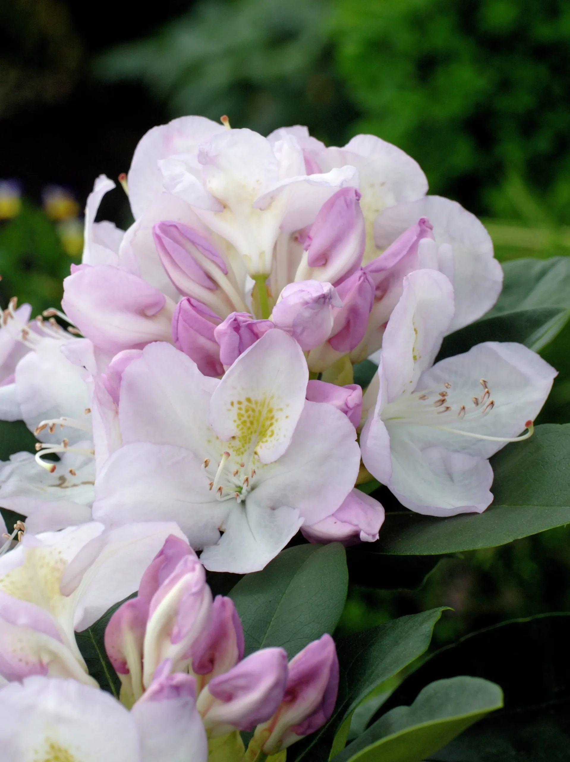 Park Rhododendron 'Gomer Waterer'