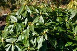 Park Rhododendron 'Gomer Waterer'