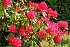Park Rhododendron 'Nova Zembla'