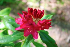 Park Rhododendron 'Nova Zembla'