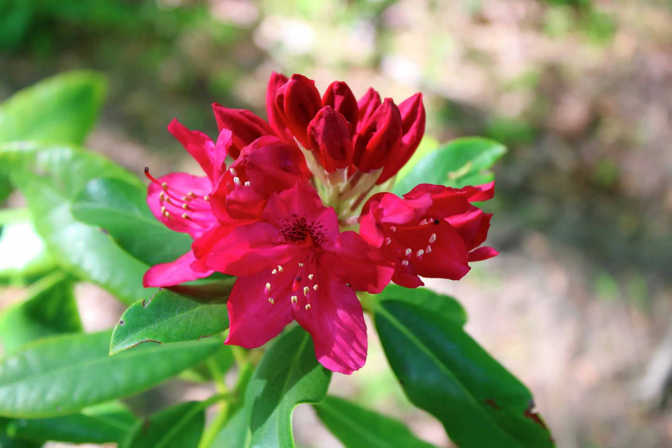 Park Rhododendron 'Nova Zembla'