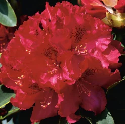 Park Rhododendron 'Nova Zembla'