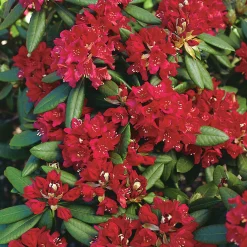 Park Rhododendron 'Nova Zembla'