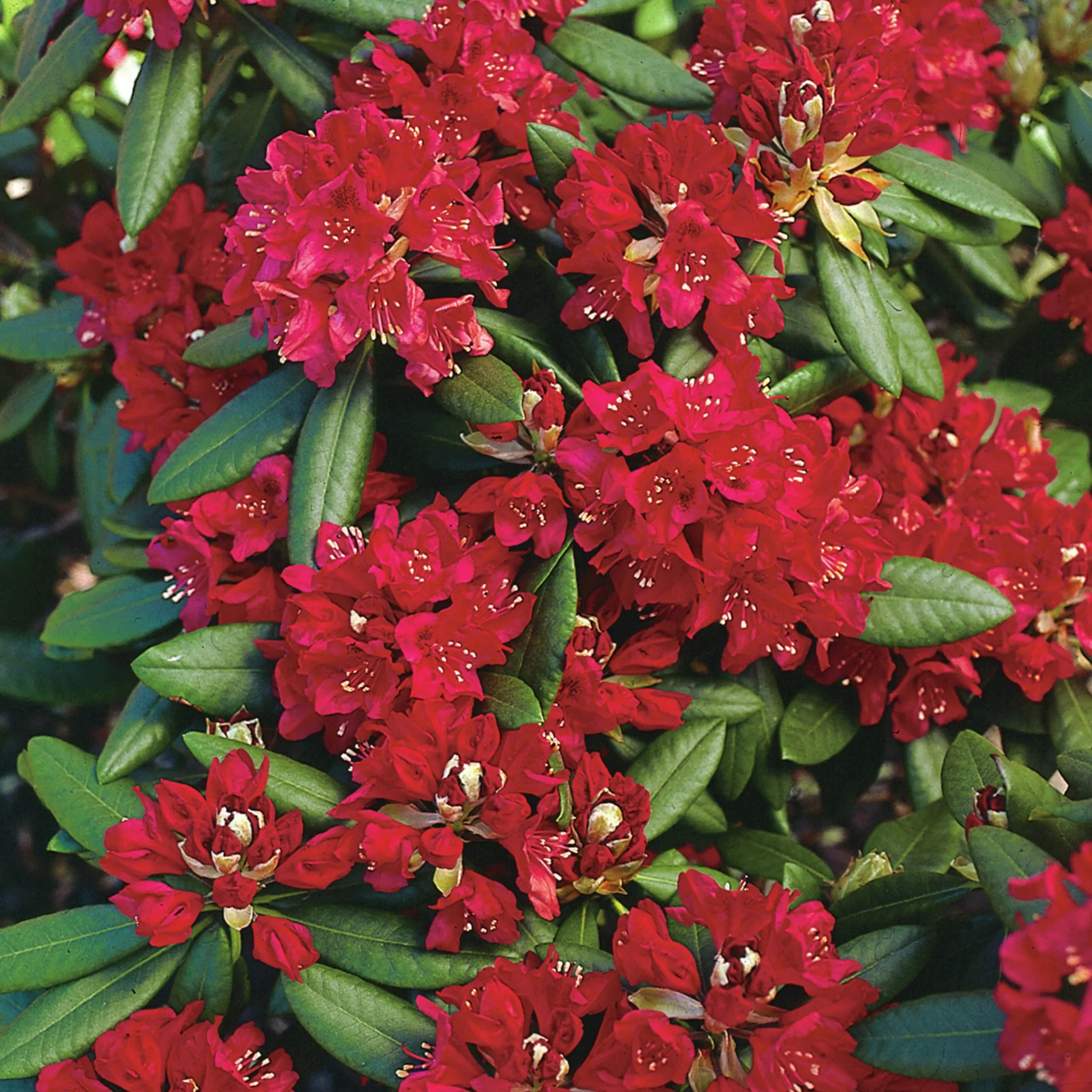 Park Rhododendron 'Nova Zembla'