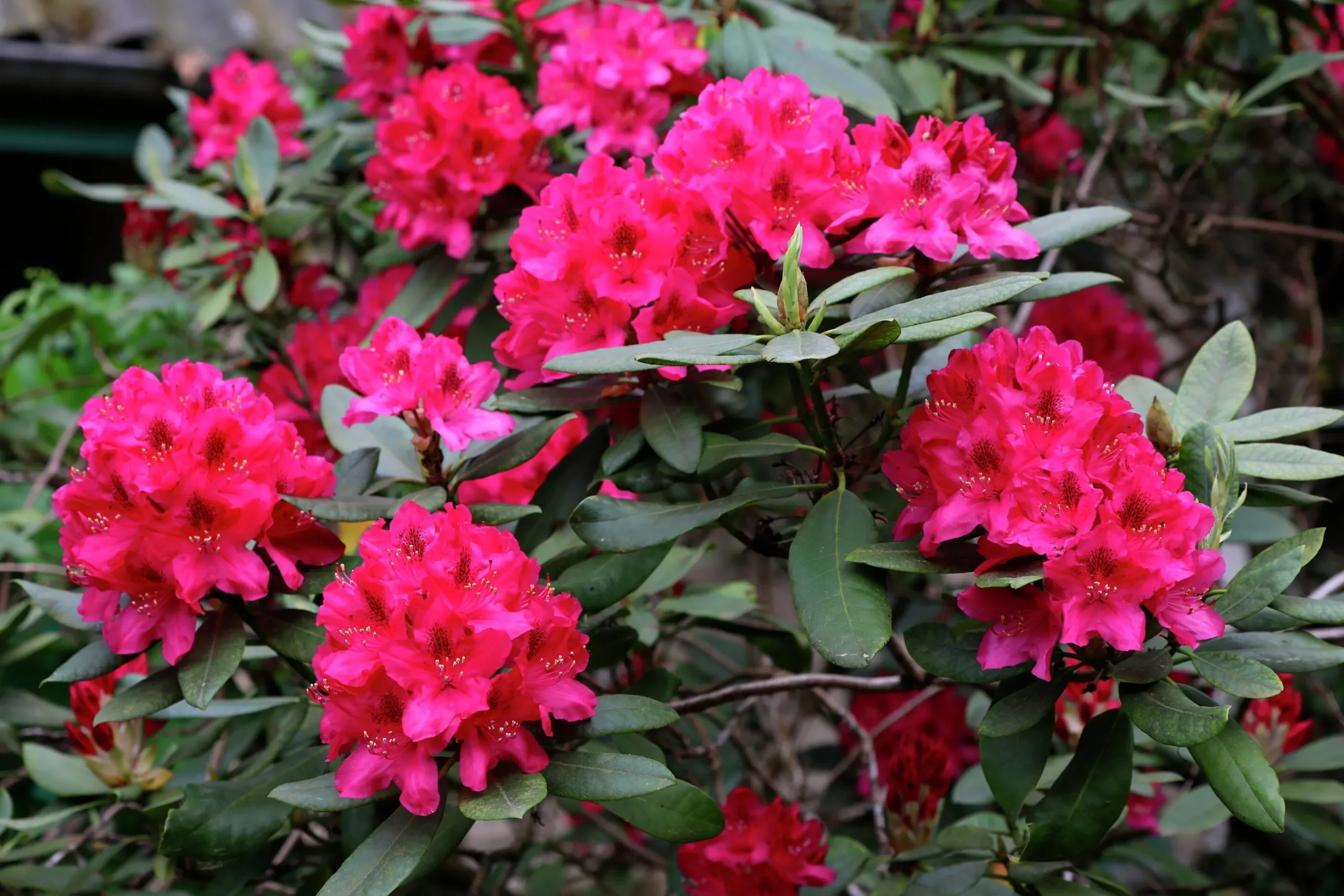 Park Rhododendron 'Nova Zembla'