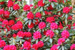 Park Rhododendron 'Nova Zembla'