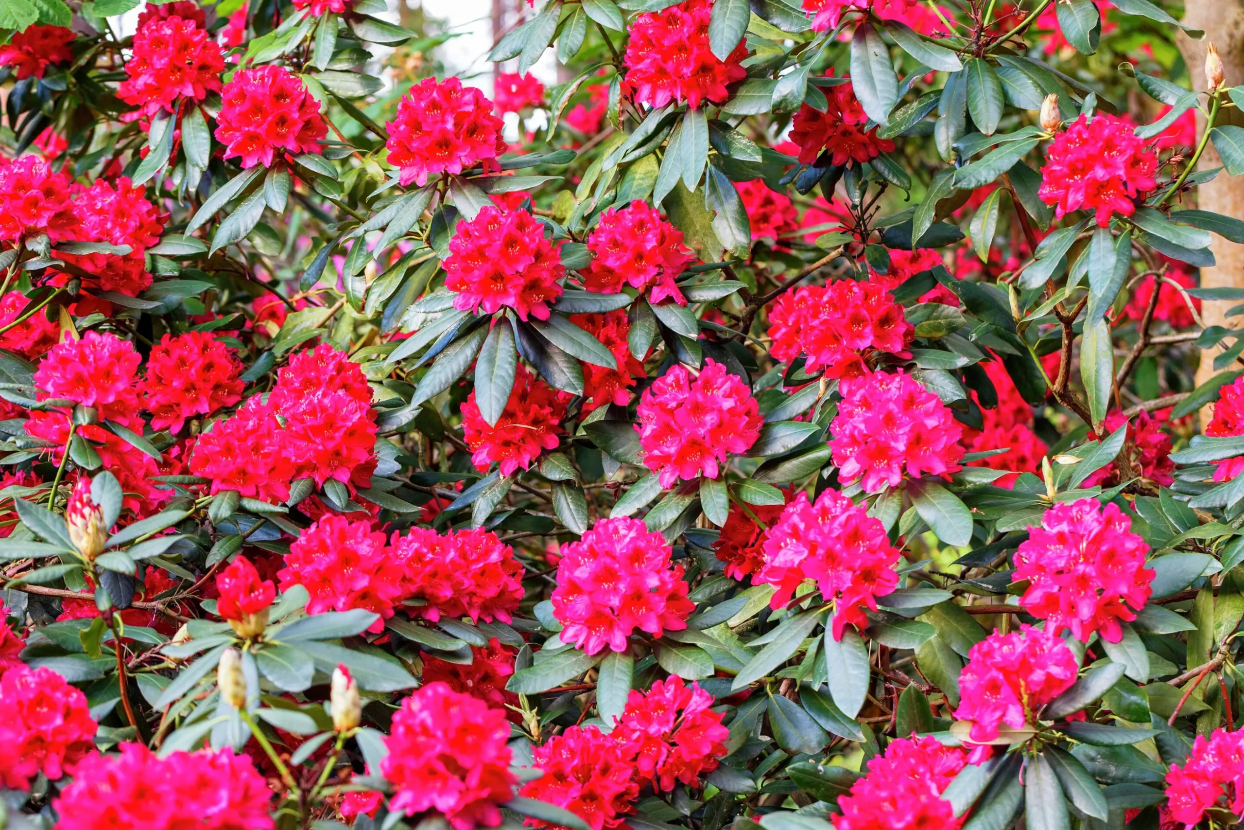 Park Rhododendron 'Nova Zembla'