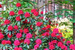 Park Rhododendron 'Nova Zembla'