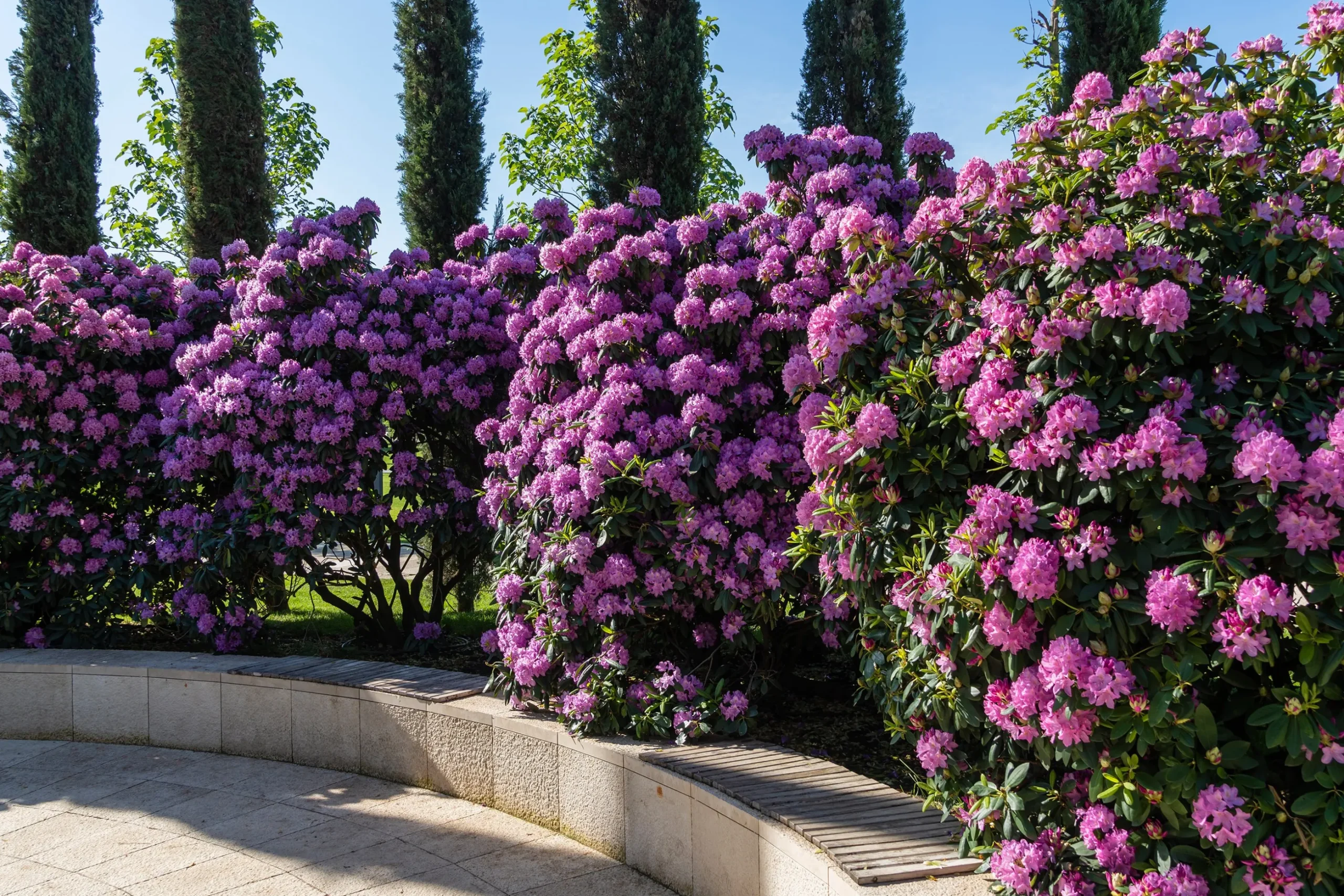Park Rhododendron 'Roseum Elegans'