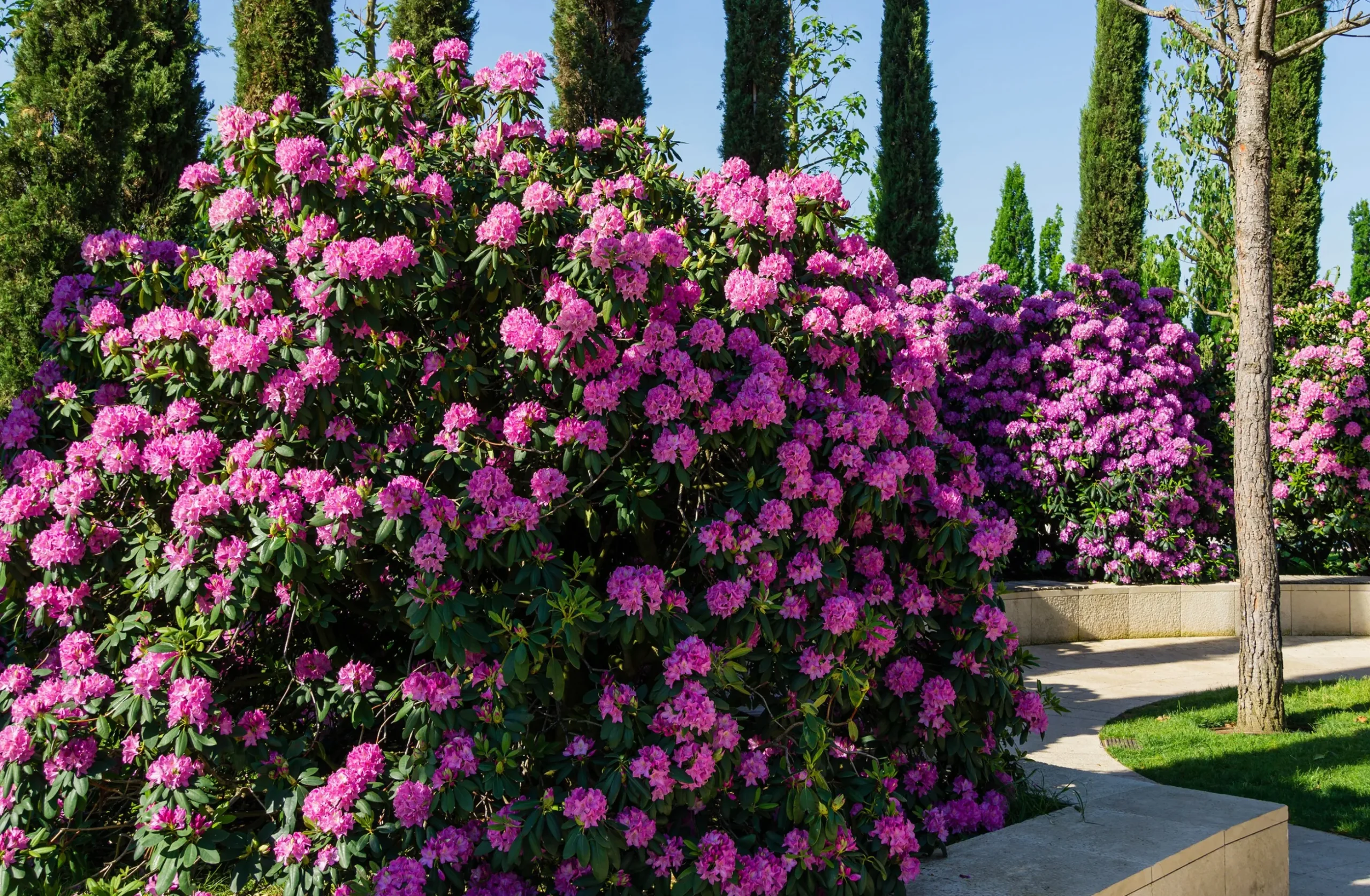 Park Rhododendron 'Roseum Elegans'