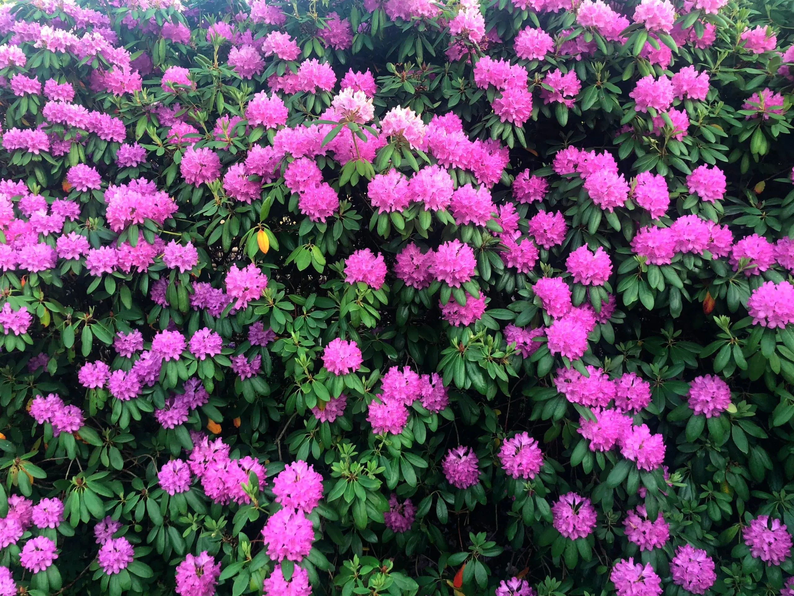 Park Rhododendron 'Roseum Elegans'