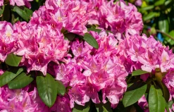 Park Rhododendron 'Roseum Elegans'