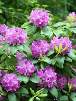 Park Rhododendron 'Roseum Elegans'