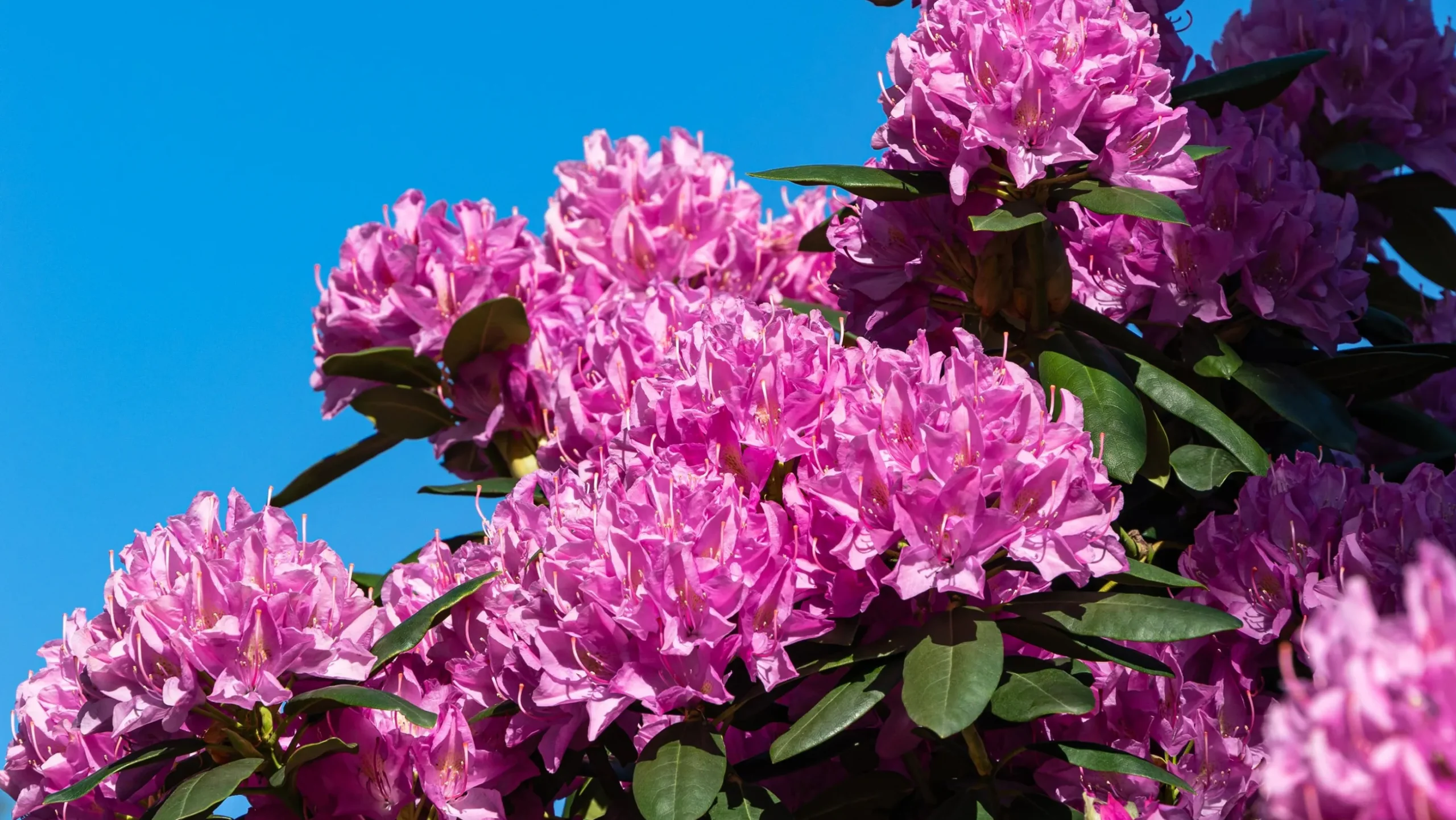 Park Rhododendron 'Roseum Elegans'