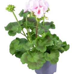 Pelargon 'Estelle'