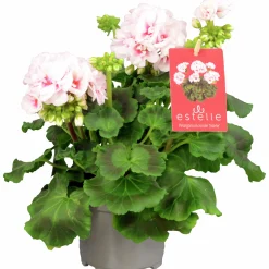 Pelargon 'Estelle'