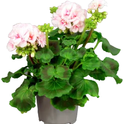 Pelargon 'Estelle'