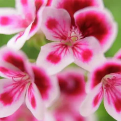 Pelargonjord Hasselfors 15L