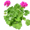 Pelargon lat. Pelargonium Calliope Landscape Mix